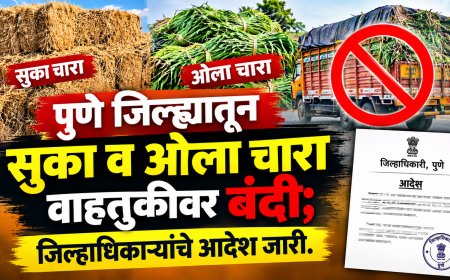 पुणे जिल्ह्यातून सुका व ओला चारा वाहतुकीवर बंदी; जिल्हाधिकाऱ्यांचे आदेश जारी..